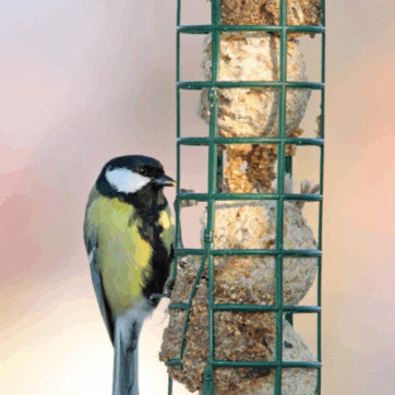 Akcesoria i pokarm dla ptaków 20% taniej