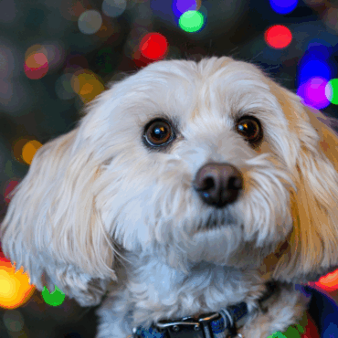 Wesołe święta, to bezpiecznie święta - poradnik dla opiekunów pupili